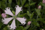 Eastern fringed catchfly